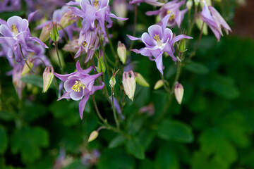 Beautiful garden flower in the summer. Aquilegia Is also called an eagle or a catchment. Genus of perennial herbaceous plants of the Ranunculaceae blue, pink, purple bud. . Natural background.