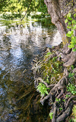 Tree roots meander from the bank into the water of a river.
