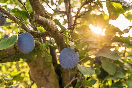 Fr&uuml;chte eines Pflaumenbaumes reifen im Sonnenschein auf einer Obstplantage