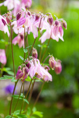 Beautiful garden flower in the summer. Aquilegia Is also called an eagle or a catchment. Genus of perennial herbaceous plants of the Ranunculaceae blue, pink, purple bud. . Natural background.