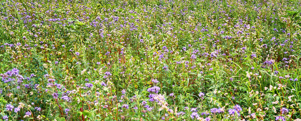Panorama background of blooming wildflowers on the meadow in summer.