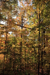 カナダのトロント郊外のハートレーク保護公園　Heart Lake Conservation Park