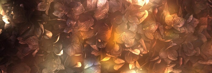 Hydrangea in beautiful colors as an autumn background banner or greeting card