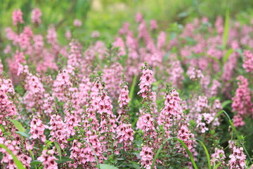 Flowers blooming in the flower bed of Oshima Kmatsugawa Park ,japan,tokyo 