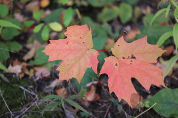 カナダのトロント郊外のハートレーク保護公園　Heart Lake Conservation Park