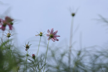 Obraz premium Flowers blooming in the flower bed of Oshima Kmatsugawa Park ,japan,tokyo 