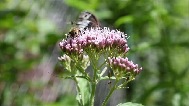 Großer Waldportier, Hipparchia fagi, auf Wasserdost, Schmetterling auf Blume mit Biene, Apis mellifera
