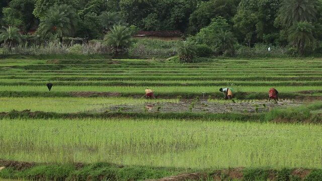 Farmers planting new crops in rice fields during the rainy season at Deoghar, Jharkhand. India on 07/08/2020.