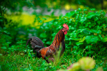 rooster(cock) in farm