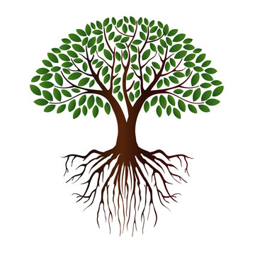 mangrove tree vector illustration