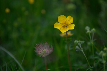 APPENNINO TOSCO EMILIANO | FLORA | SORGENTE DEL SECCHIA