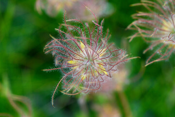 APPENNINO TOSCO EMILIANO | FLORA | SORGENTE DEL SECCHIA
