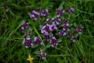 APPENNINO TOSCO EMILIANO | FLORA | SORGENTE DEL SECCHIA