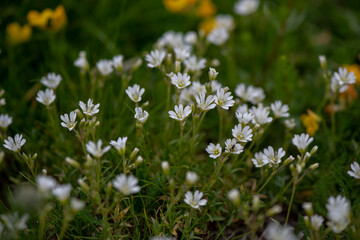 APPENNINO TOSCO EMILIANO | FLORA | SORGENTE DEL SECCHIA