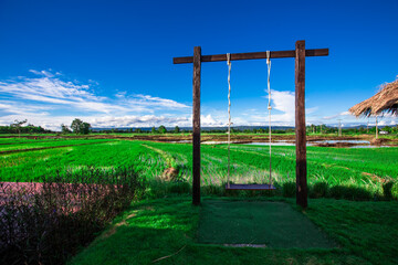 The panoramic background of the green rice fields, with wooden bridges to walk in the scenery and the wind blows through the cool blurred while traveling.