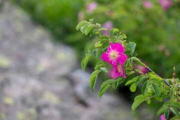 APPENNINO TOSCO EMILIANO | FLORA | SORGENTE DEL SECCHIA