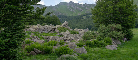 APPENNINO TOSCO EMILIANO | FLORA | SORGENTE DEL SECCHIA