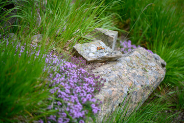 APPENNINO TOSCO EMILIANO | FLORA | SORGENTE DEL SECCHIA