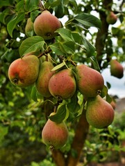 apples on tree