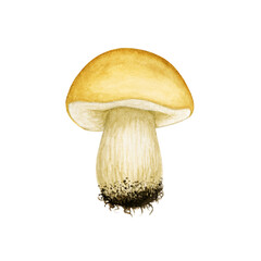 Watercolor raw forest mushroom isolated on white background. Edible fungus. Cep, brown cap boletus, cooking ingredient. Botanical hand drawn element for autumn design, menu, recipe, label, packaging.