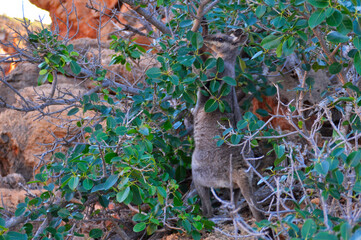 Endangered Rock wallaby feeding on a bush
