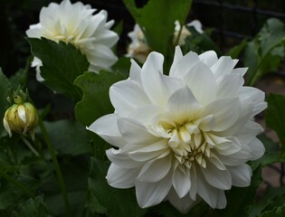 white dahlia flower