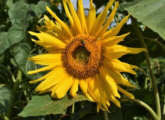 sunflower and bee