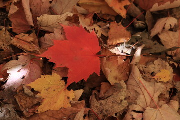 カナダのトロント郊外のハートレーク保護公園　Heart Lake Conservation Park