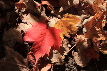 カナダのトロント郊外のハートレーク保護公園　Heart Lake Conservation Park