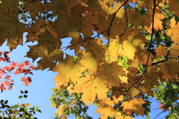 カナダのトロント郊外のハートレーク保護公園　Heart Lake Conservation Park