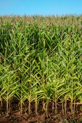 Corn plantation pattern with blue sky at farm
