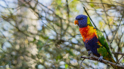 Exotischer Vogel