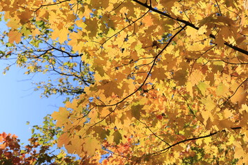 カナダのトロント郊外のハートレーク保護公園　Heart Lake Conservation Park