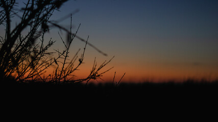 Obraz premium Gras vor Abendrot und Meer