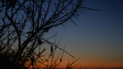 Busch vor Abendrot und Meer
