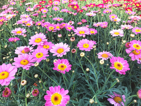Beautiful garden of anthemis rose in bloom with green leaves.