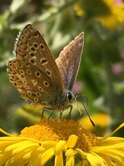 butterfly on flower