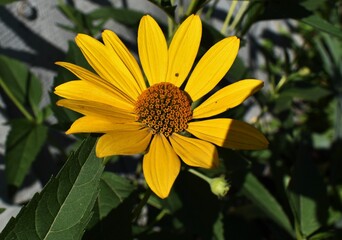 yellow flower