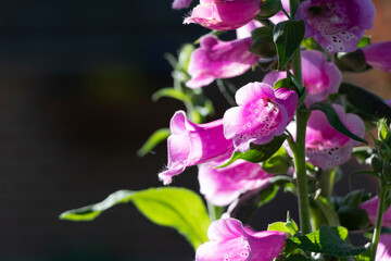 close up of beautiful violet flowers Foxglove or Digitalis flowers in the garden with black background. © Thipphawan