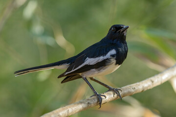Oriental Magpie-robin - Copsychus saularis, beautiful black nad white perching bird from Asian woodlands, Sri Lanka.