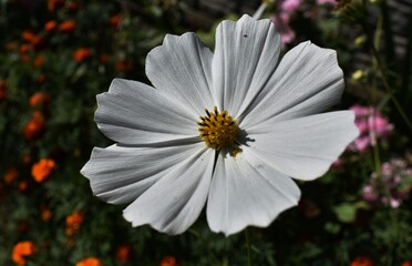 pink and white flower