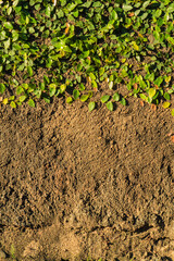 Concrete wall with green foliage