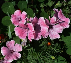 pink flowers in the garden