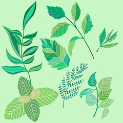 Set the leaves and twigs of various plants, a very good illustration for the kitchen, garden, books, tea