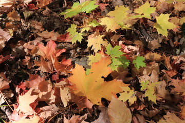 カナダのトロント郊外のハートレーク保護公園　Heart Lake Conservation Park