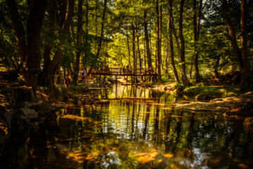 autumn in the forest