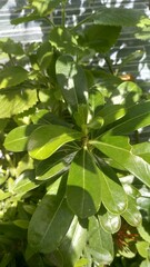 green leaves in the sun