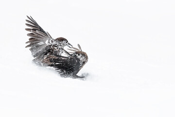 The shot, battle between Eurasian nutcrackers on snow (Nucifraga caryocatactes)
