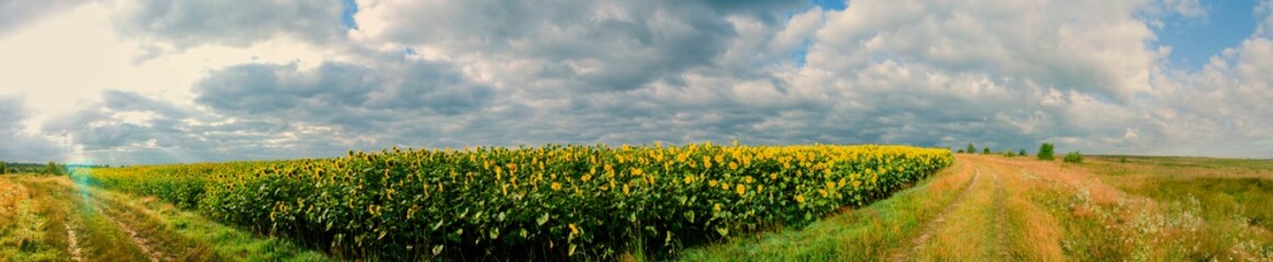 Fototapeta premium Sunflower field in the afternoon. Panorama of beautiful nature landscape. Farm field idyllic scene