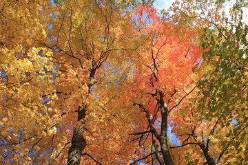 カナダのトロント郊外のハートレーク保護公園　Heart Lake Conservation Park
